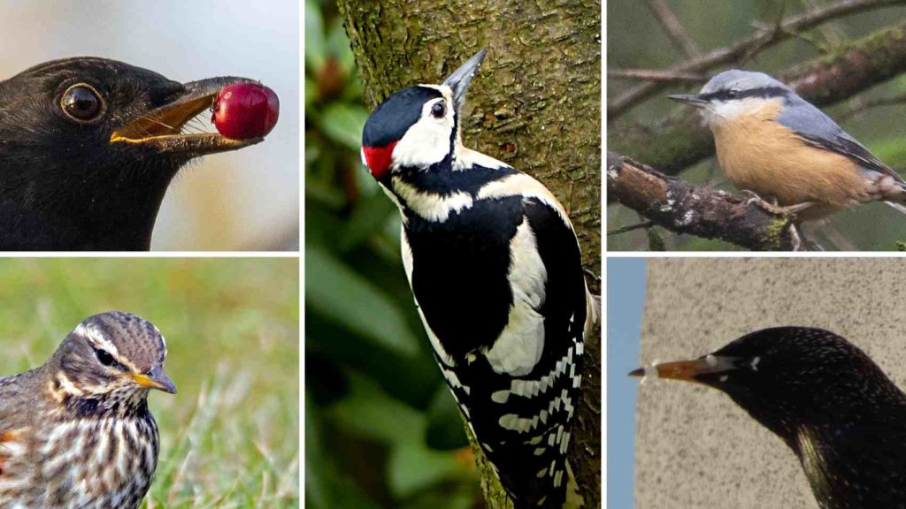 Was Der Schnabel ber Den Vogel Verr t Vogelguckerin