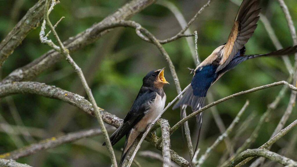 Junge Rauchschwalbe außerhalb des Nests wird von einem Elternvogel gefüttert