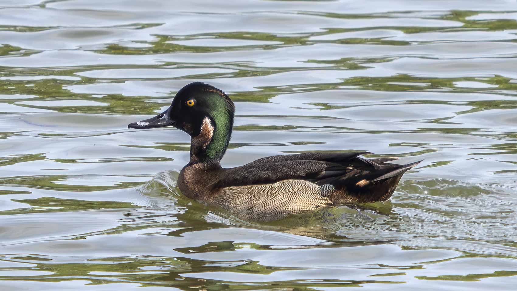 Der Hybrid aus Reiherente und Krickente, der eines Morgens auf dem Göttinger Kiessee schwamm