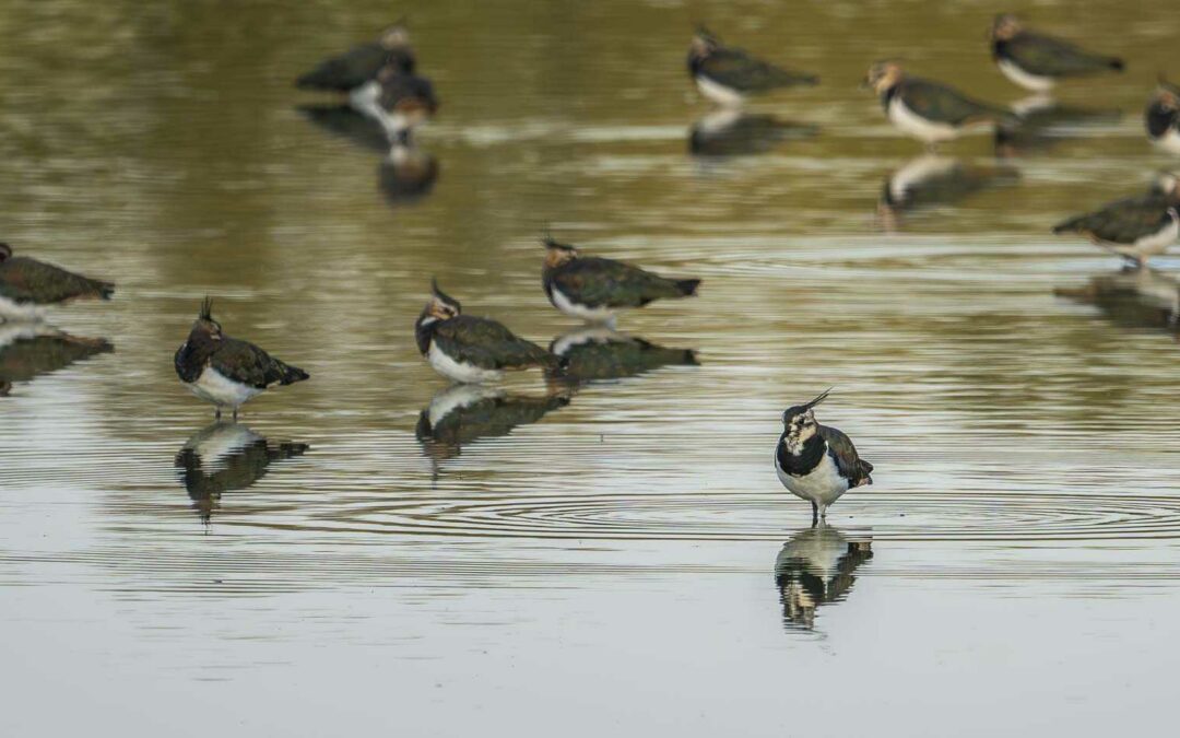 Der Kiebitz, Vogel des Jahres 2024