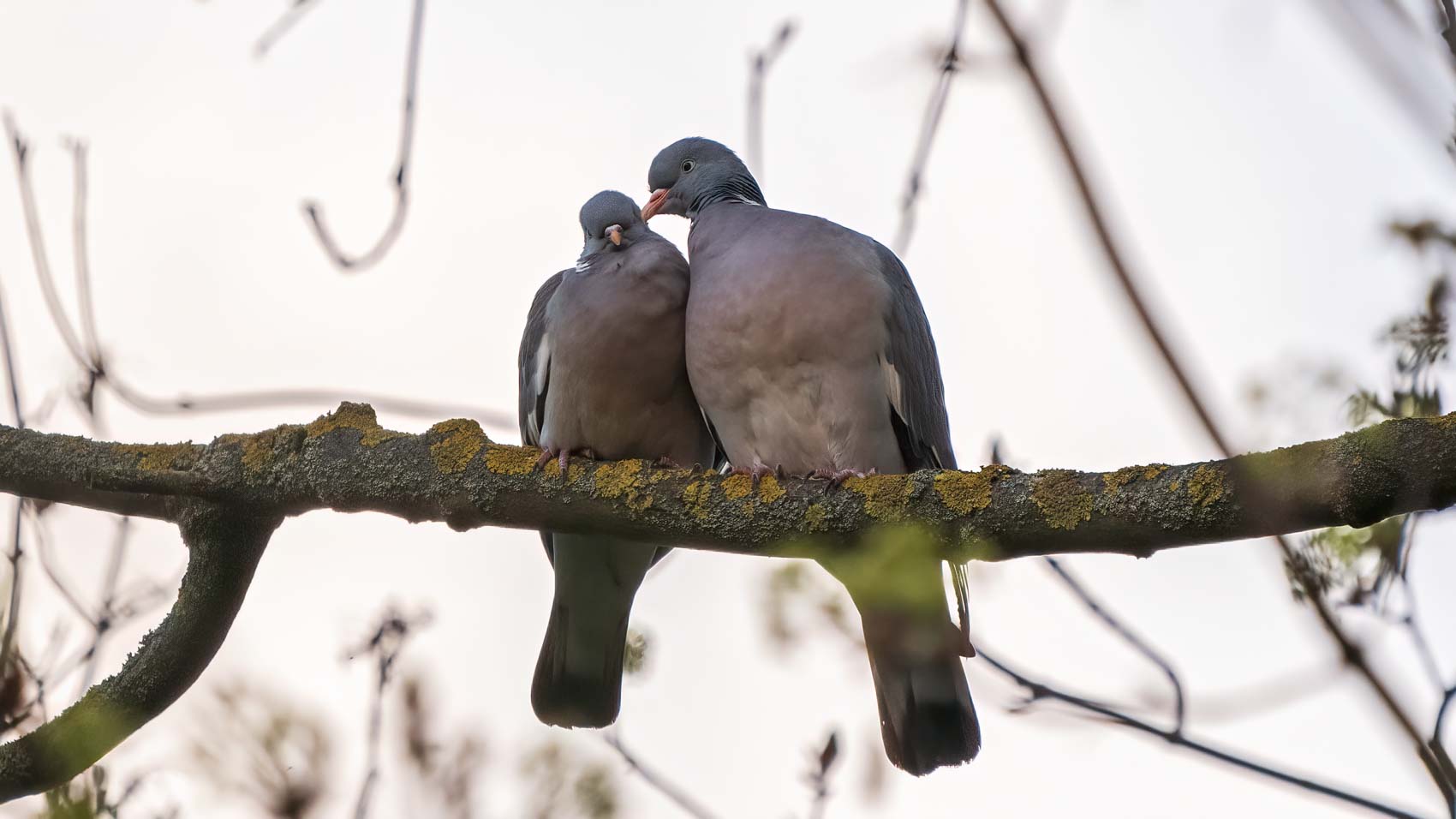 Monogamie bei Vögeln – Treue fürs Leben?