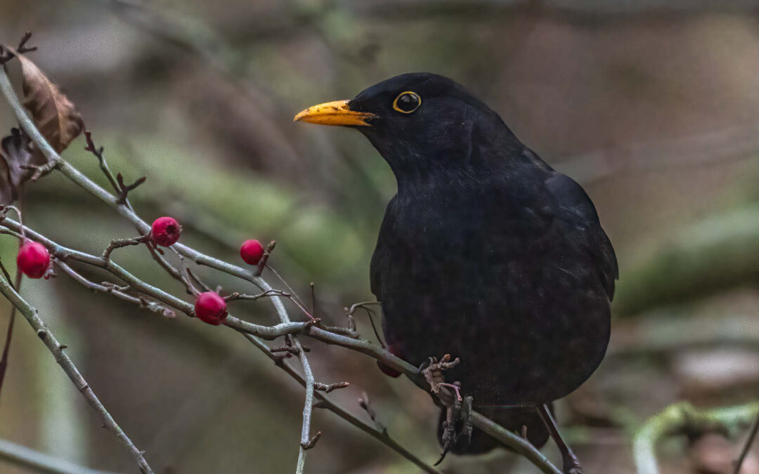 Die Amsel, spannender als erwartet [Podcast-Folge]