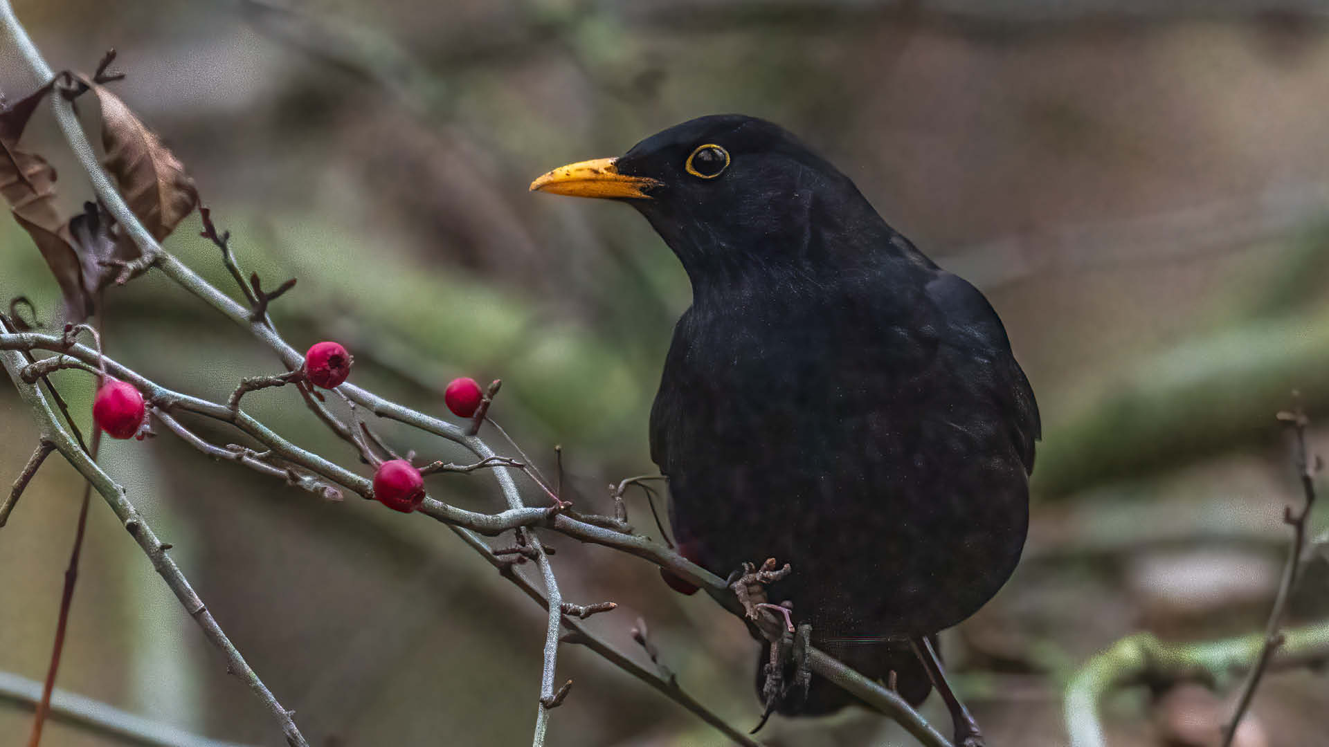 amsel_maennchen_portrait Amselmännchen sitzt auf einem Zweig mit roten Beeren