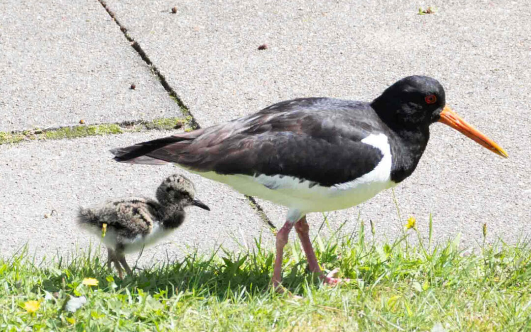 Mein Herz! Familie Austernfischer zu Besuch bei uns im Garten