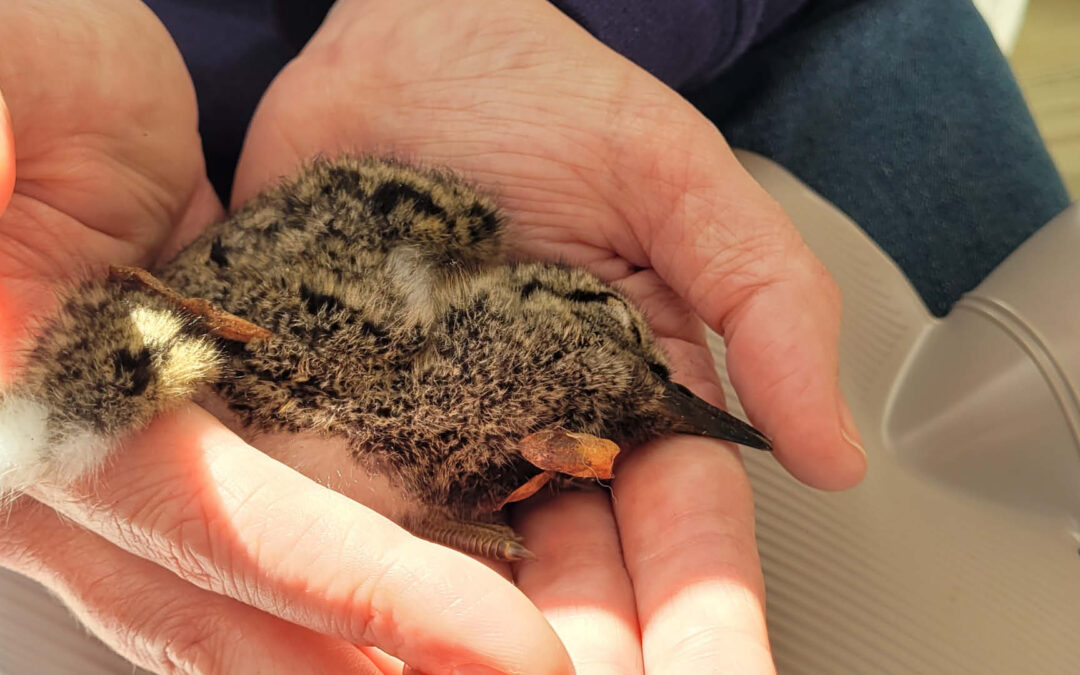 Wildvogelhilfe am Limit: Warum Erfahrung kein Gatekeeping ist