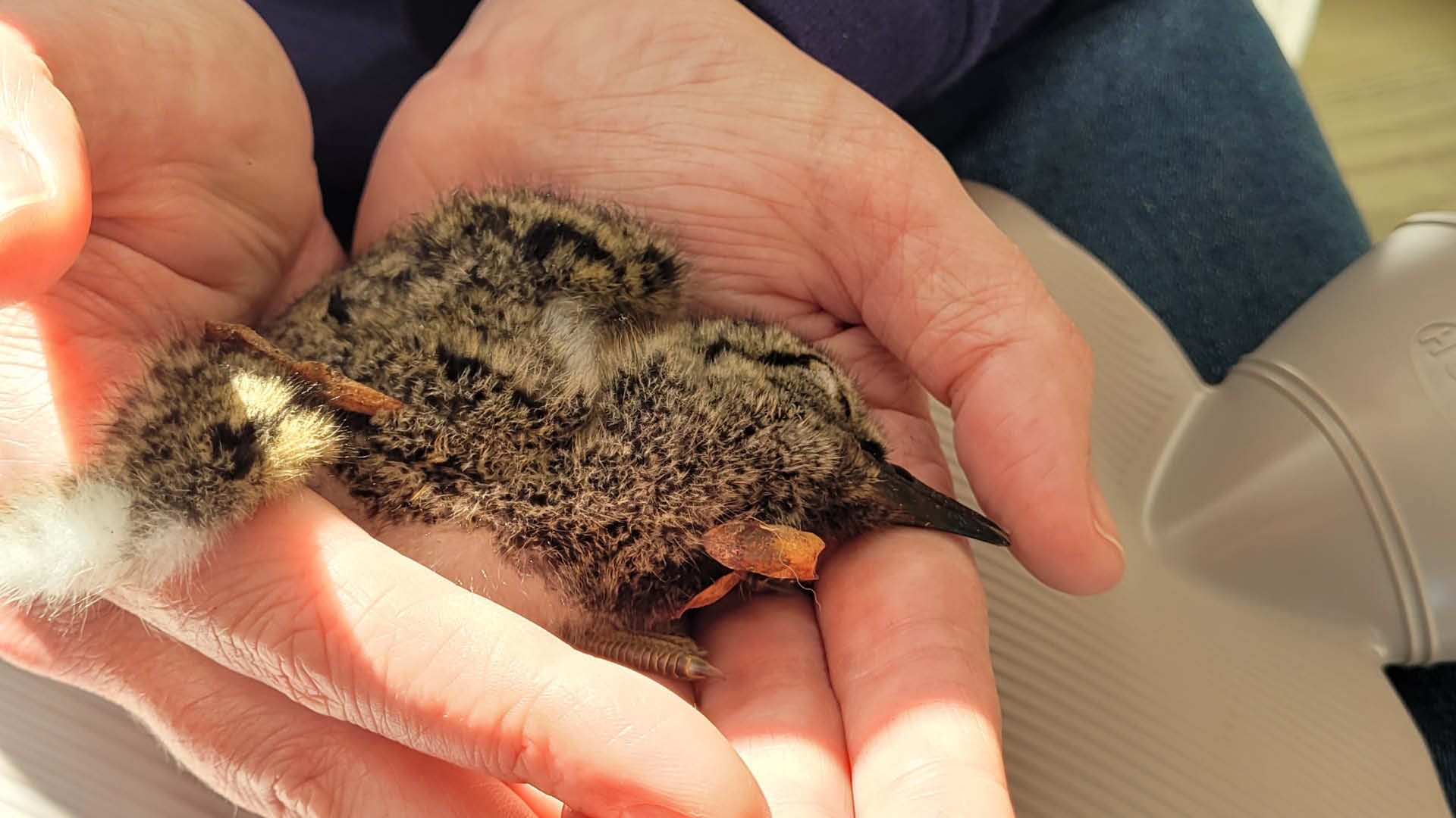 Wildvogelhilfe am Limit: Warum Erfahrung kein Gatekeeping ist
