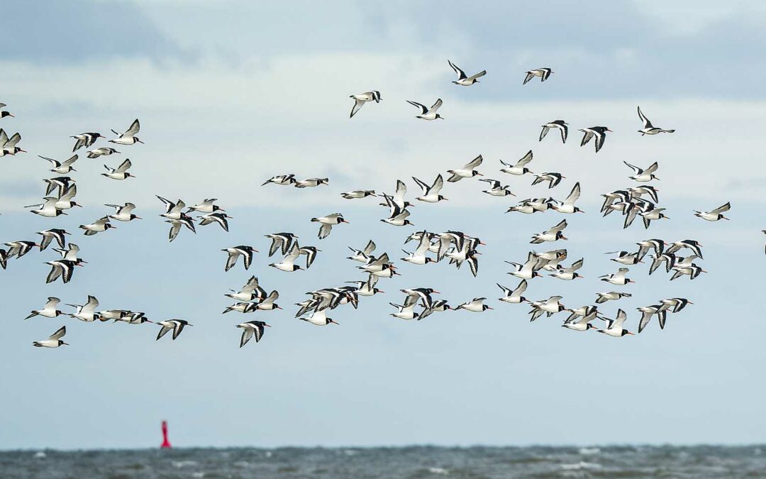 Wie nennt man eine Gruppe Vögel?