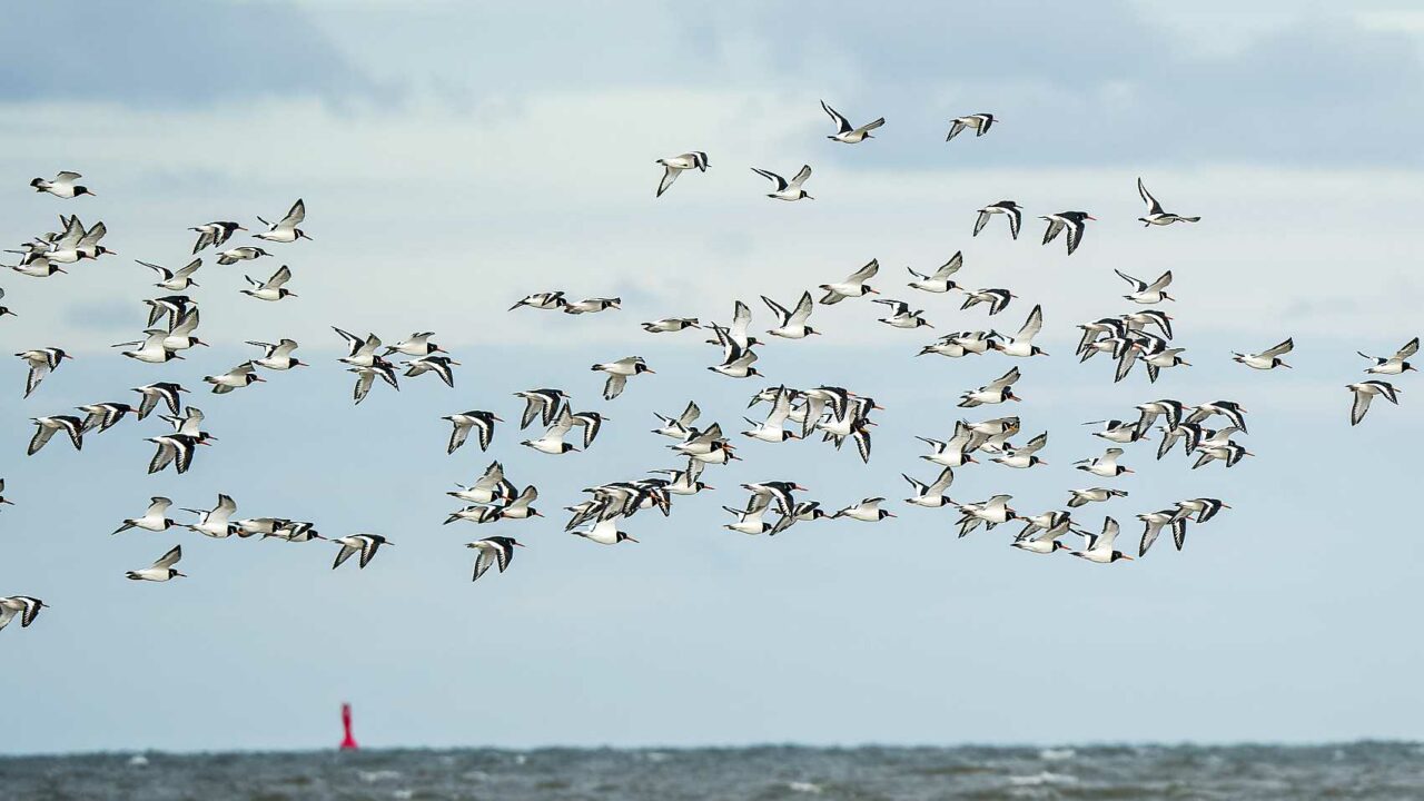 Wie Nennt Man Eine Gruppe Vögel • Vogelguckerin 0620