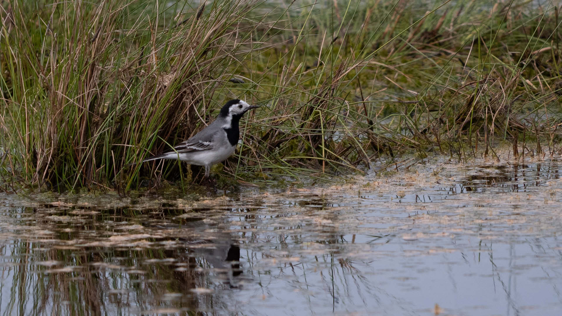Bachstelze steht am Ufer und spiegelt sich leicht im Wasser