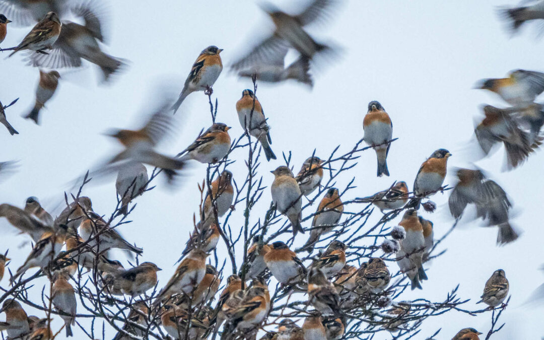 Der Bergfink, ein cooler Globetrotter