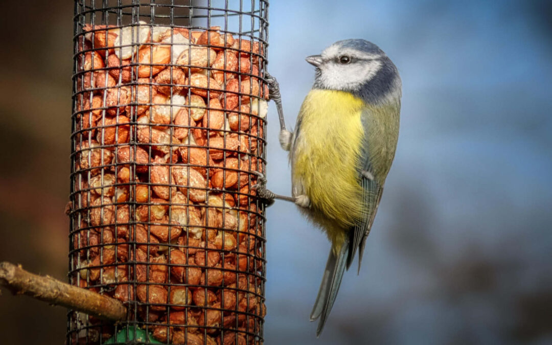 Vögel richtig füttern: Die goldenen Regeln für deine Futterstelle