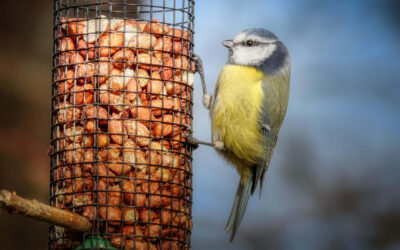 Vögel richtig füttern: Die goldenen Regeln für deine Futterstelle