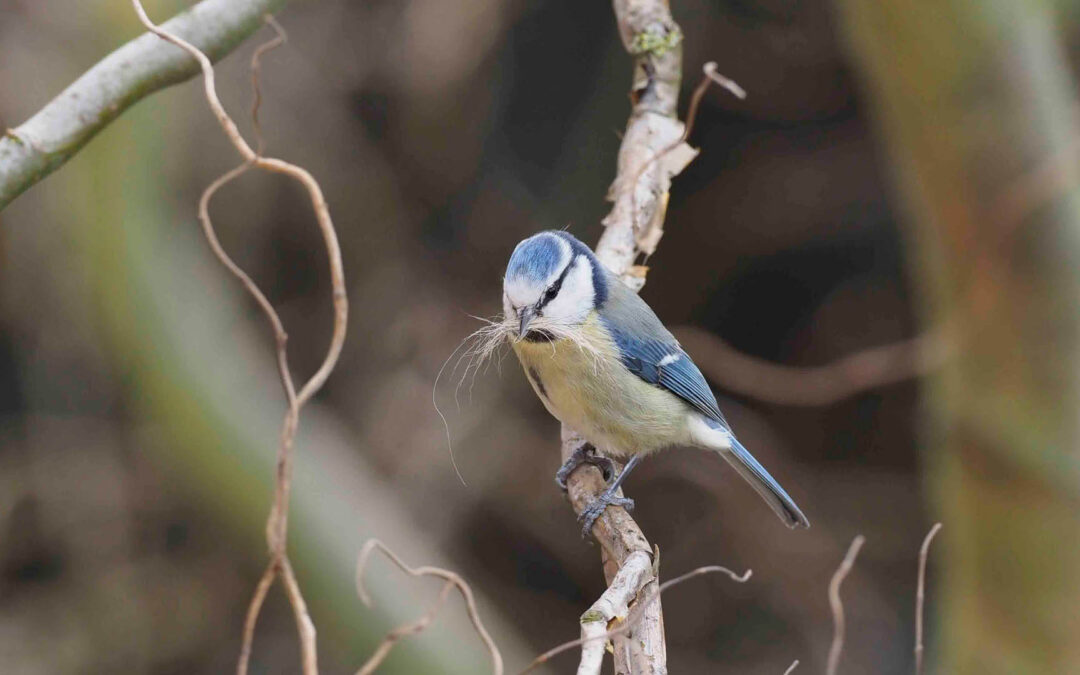 Hunde- und Katzenhaare als tödliche Gefahr im Vogelnest