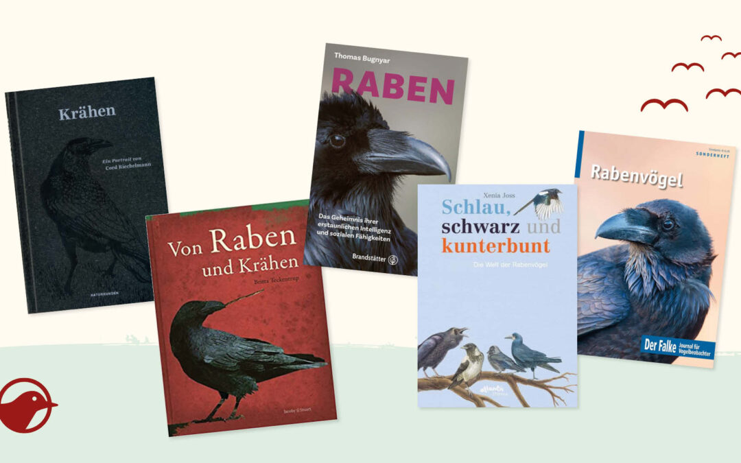 Schwarz-grau und geheimnisvoll? 5 empfehlenswerte Bücher über Rabenvögel