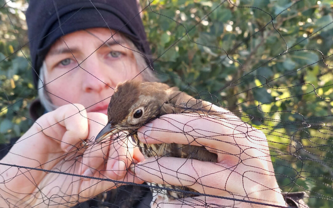 Im Einsatz für Zugvögel: Alexandra Delor kämpft gegen Vogelmord