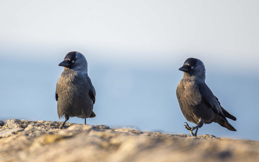 11 Gründe, warum Dohlen deine Lieblingsvögel sein sollten