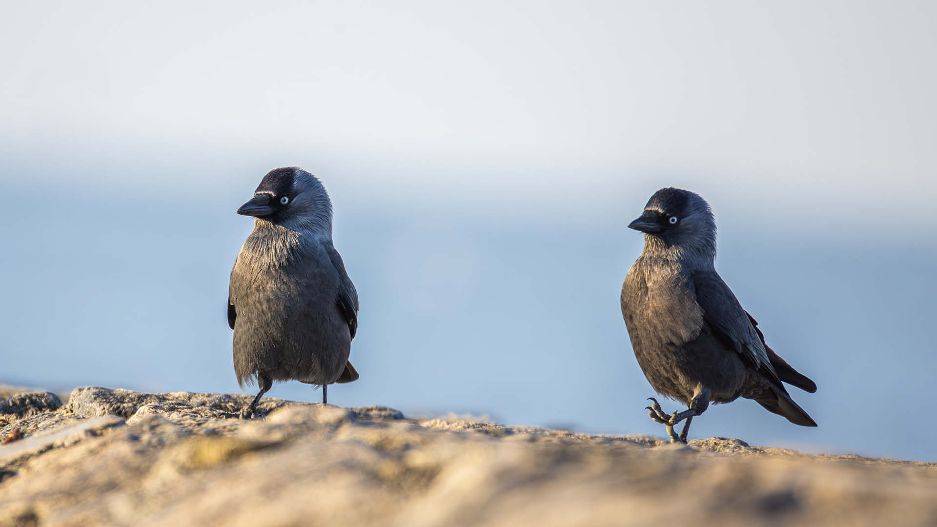 Zwei Dohlen spazieren über den Strand.