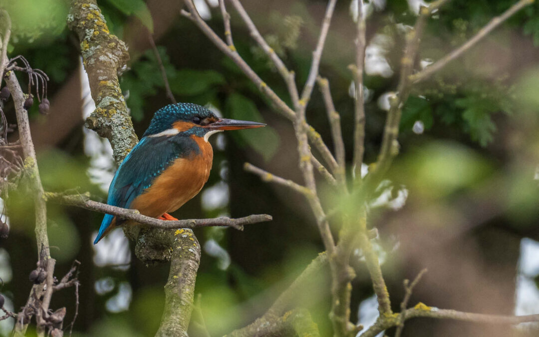 Winter, Schnee und Glitzer: Warum der Eisvogel den falschen Namen hat