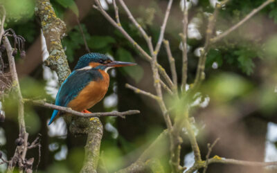 Winter, Schnee und Glitzer: Warum der Eisvogel den falschen Namen hat