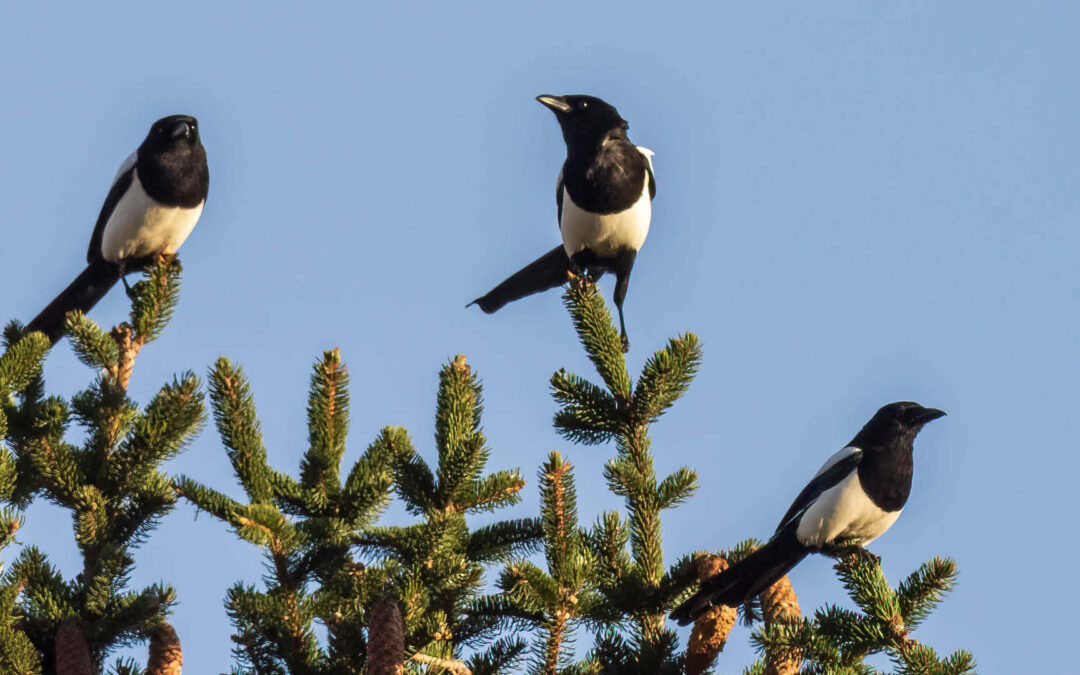 Die Elster, Rabenvogel mit Imageproblem