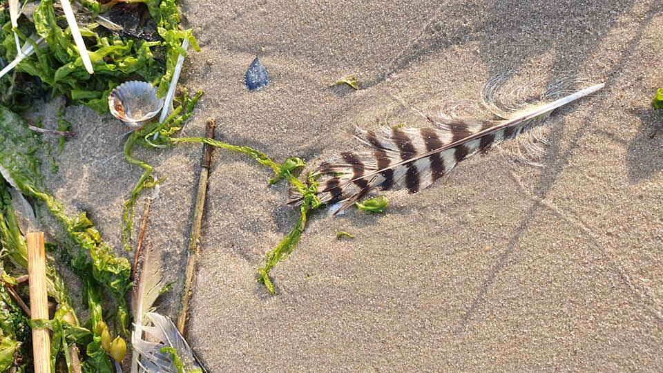 Die Feder eines Großen Brachvogels am Strand