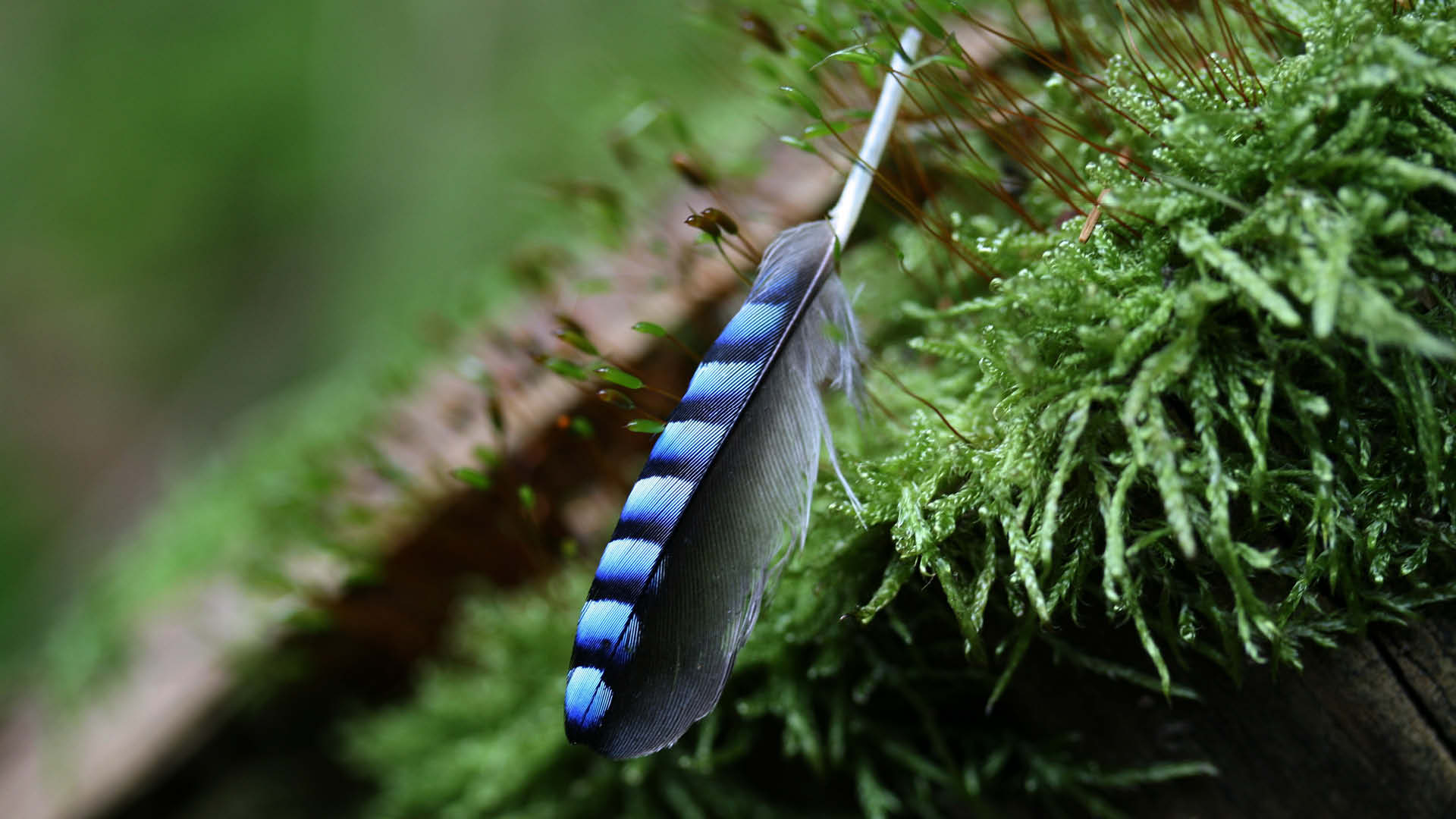 Schwarz-blaue Eichelhäher-Feder im Moos