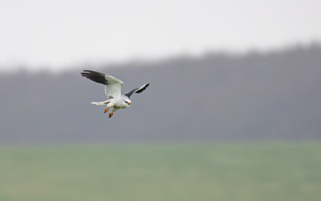 Seltener Wintergast an der Nordseeküste: Mein erster Gleitaar