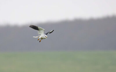Seltener Wintergast an der Nordseeküste: Mein erster Gleitaar