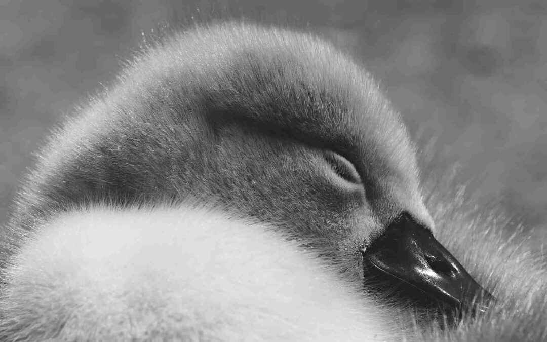 Wovon träumen Vögel?