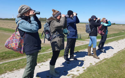 4 Tage Vogelglück im Wattenmeer: Die erste Vogelguckerin-Reise