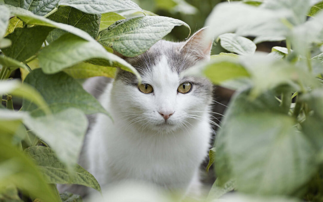 Katze im Garten, Vögel in Gefahr?