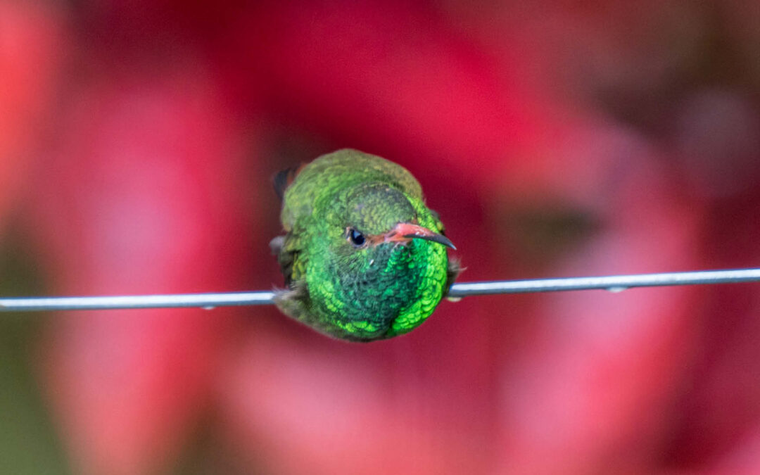 Die fantastische Welt der Kolibris: Farbenpracht und Superkräfte