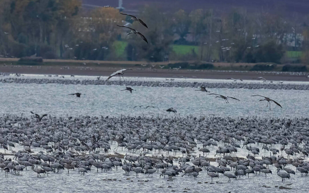 Vogelgrippe: Was Vogelfans jetzt wissen müssen