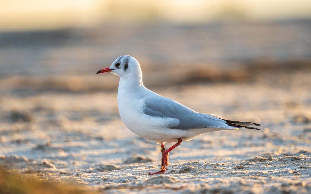 Die Lachmöwe: Irgendwo zwischen Küken-Drama und Achterbahnflug