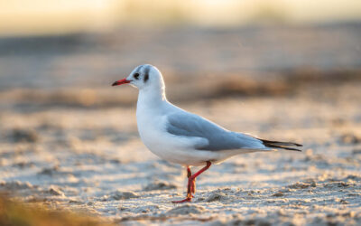 Die Lachmöwe: Irgendwo zwischen Küken-Drama und Achterbahnflug