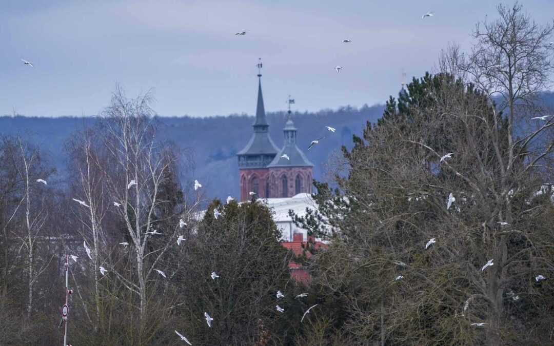 Orte, an denen ich gewohnt habe, im Birding-Ranking