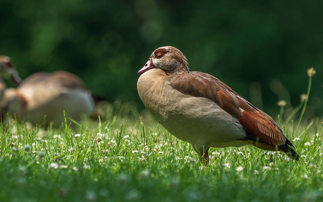 Ist die Nilgans invasiv?