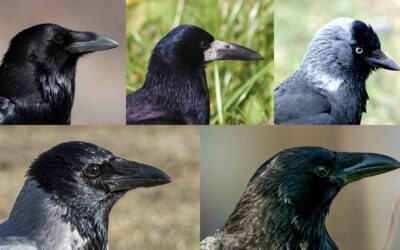Vogelrätsel gelöst: Schwarze Rabenvögel sicher unterscheiden