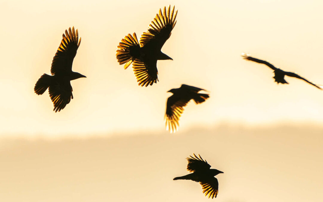 Wie Funktionieren Vogelschw rme Vogelguckerin