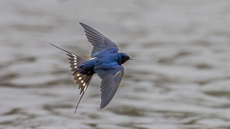 Rauchschwalbe im Flug, die weiße Flecken auf den äußeren Schwanzfedern sind gut sichtbar