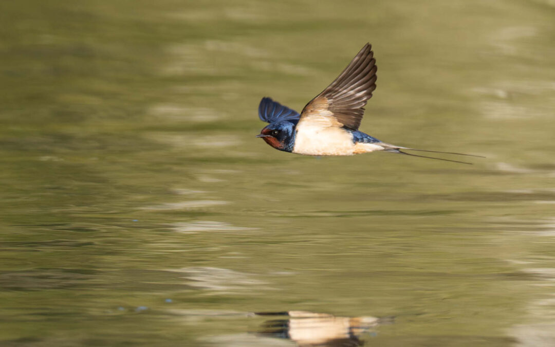 Die Rauchschwalbe: Der Vogel, der mir den Vogelzug erklärt hat