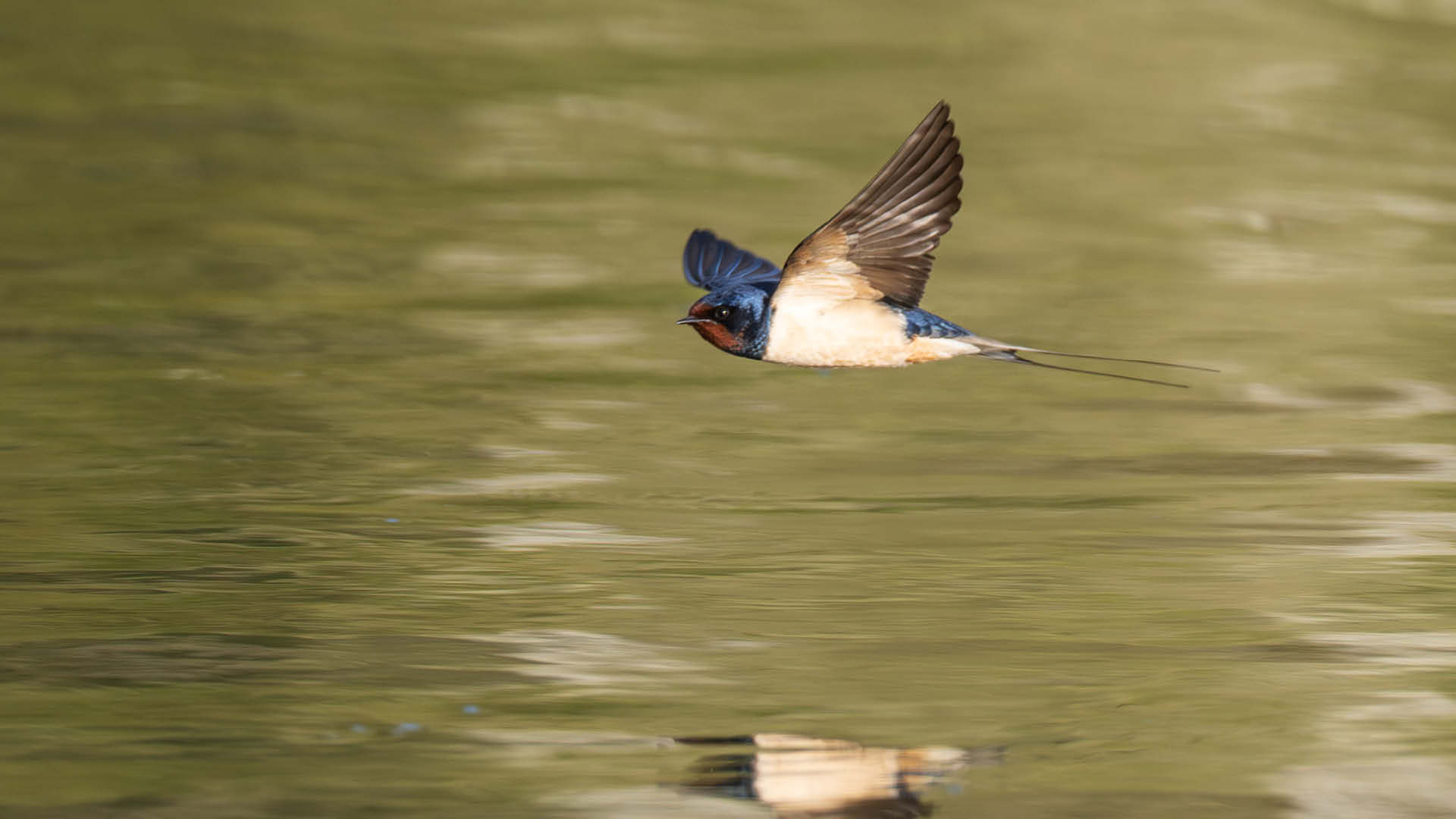 Rauchschwalbe mit kastanienbrauner Kehle und gegabeltem Schwanz fliegt tief übers Wasser