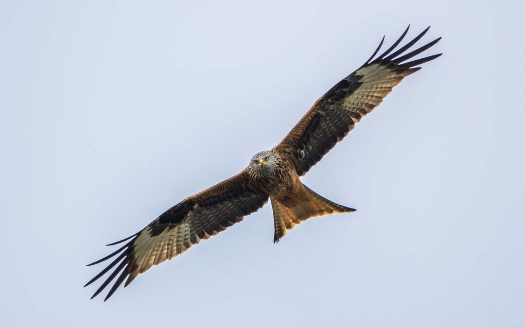 Raubvogel oder Greifvogel: der Unterschied liegt nicht in der Biologie