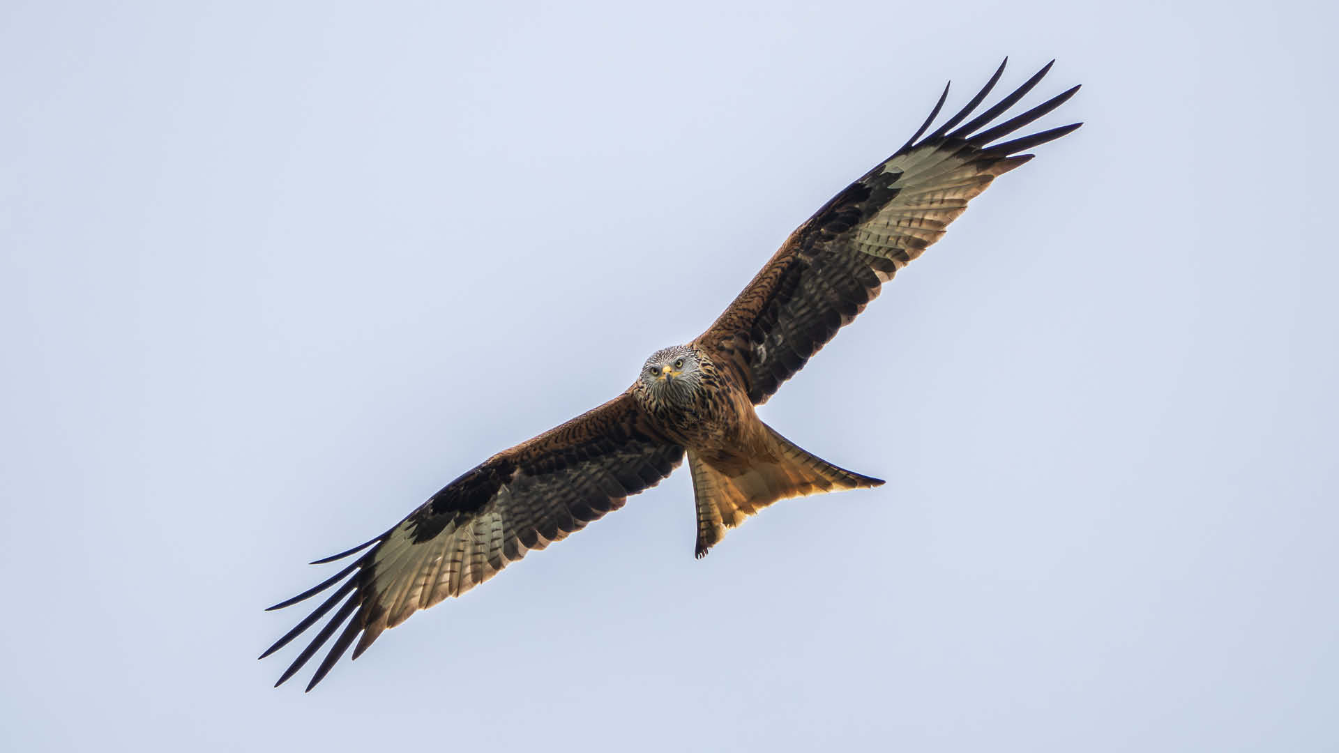Rotmilan von unten im Flug