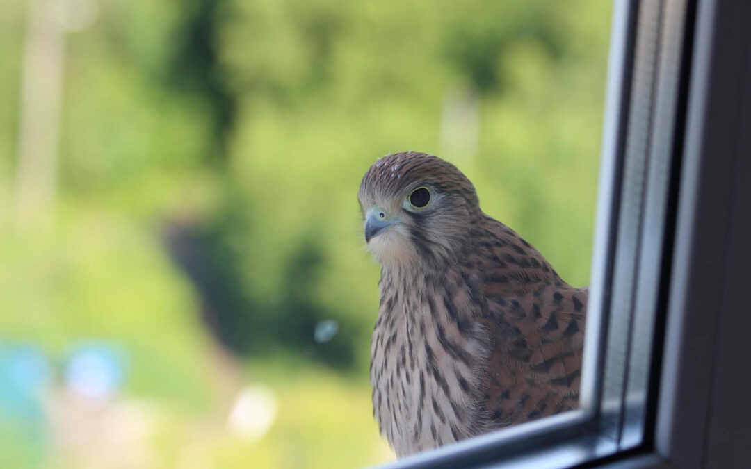 Fenster-Birding: Die Vielfalt der Vogelwelt von Zuhause aus erleben