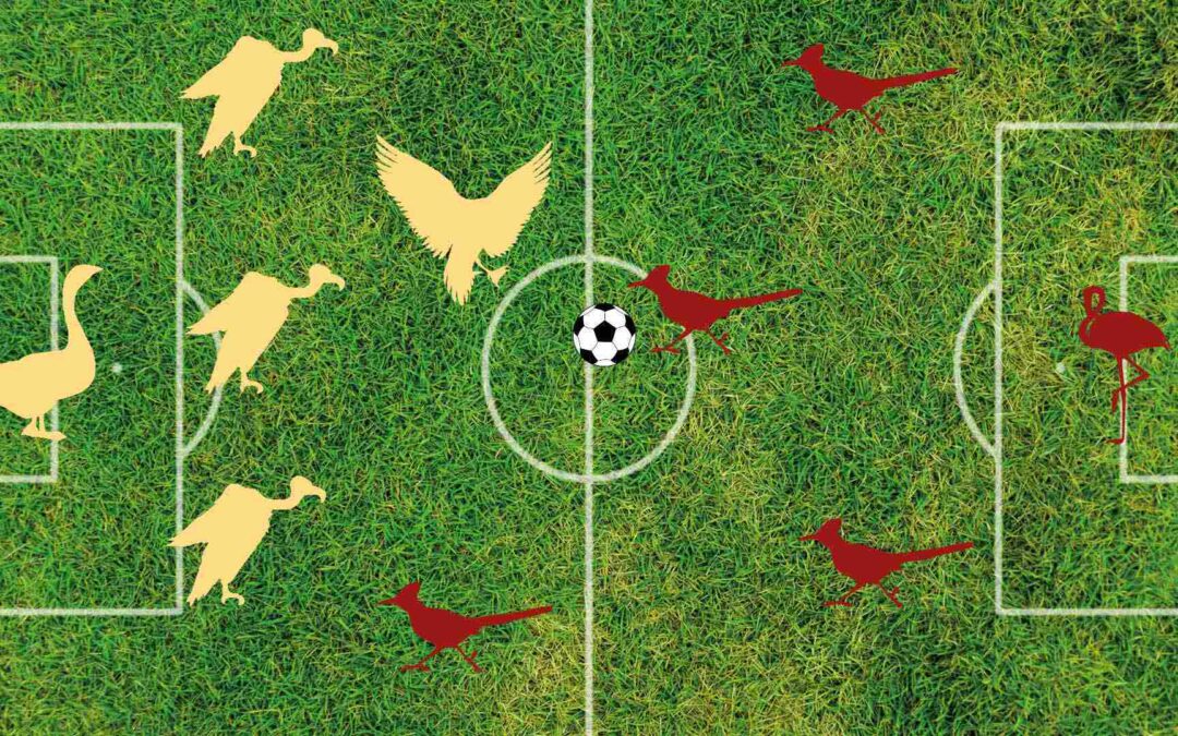 Meine WM-Tabelle: Nationalvögel statt Typen in Sporthosen