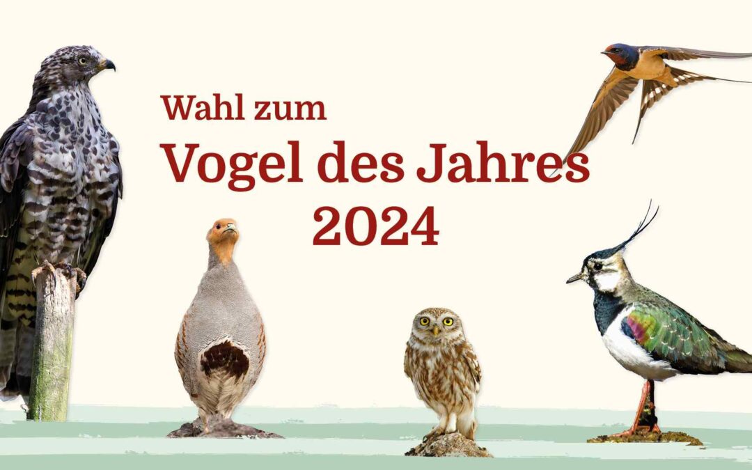 Die Wahl zum Vogel des Jahres 2024: Muss das sein?