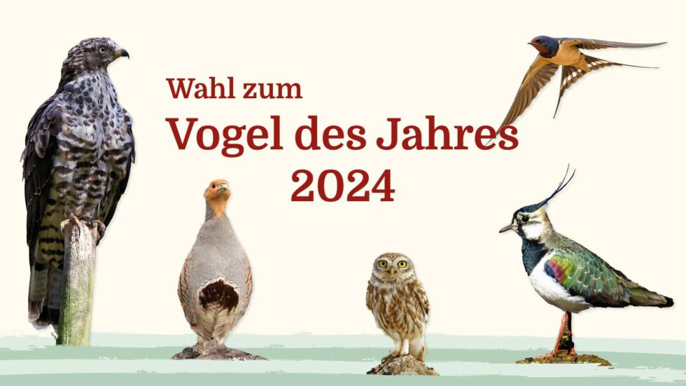 Die Wahl Zum Vogel Des Jahres 2024 Muss Das Sein • Vogelguckerin 6101