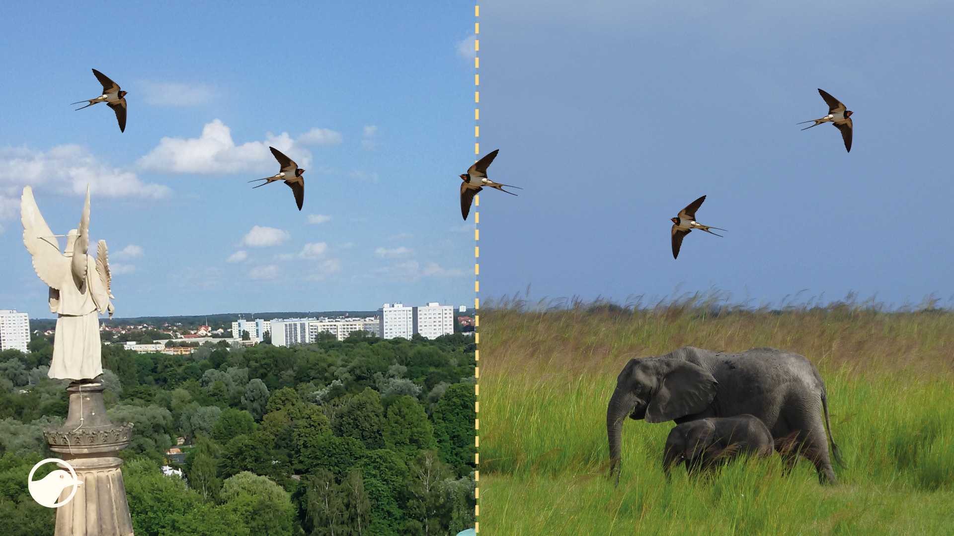 Rauchschwalben im Flug als Sinnbild für ihren Zug zwischen Europa und Afrika