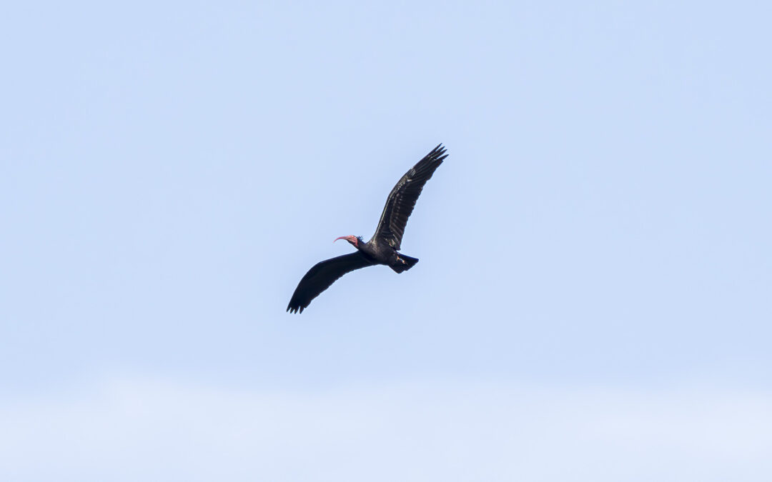 Sie fliegen! Zu Besuch bei den Waldrappen